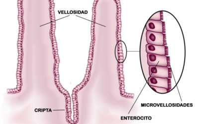 Función de la barrera intestinal. Implicancia en la enfermedad celíaca.